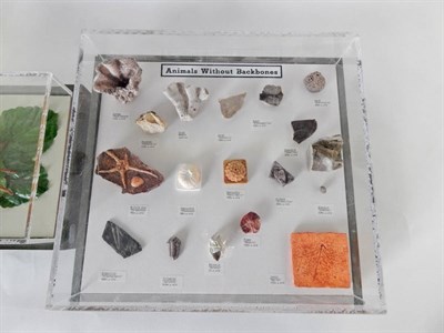 Lot 155 - Fossils: Two cased displays of various fossils and shells entitled Animals without backbones to...