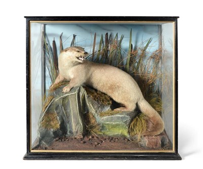 Lot 156 - Taxidermy: Eurasian Otter (Lutra lutra) circa 1930, full mount stood upon a large faux rock in...