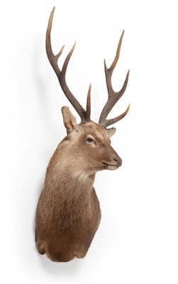 Lot 158 - Taxidermy: Sika Deer (Cervus nippon) circa late 20th century, Gold medal class shoulder mount...