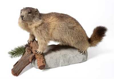 Lot 159 - Taxidermy: Alpine Marmot (Marmota marmota) circa late 20th century, full mount stood upon a...