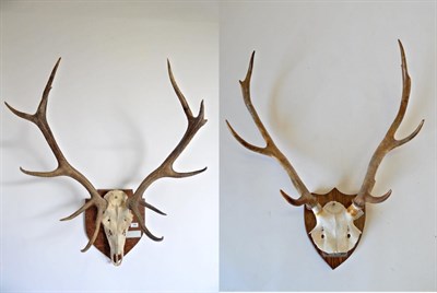 Lot 160 - Taxidermy: Red Deer (Cervus elaphus) circa 1988, Achnasheen, weight 220lbs, antlers on cut...