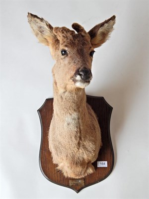 Lot 164 - Taxidermy: Roe Deer (Capreolus capreolus) shoulder mount with abnormal felt covered antlers...