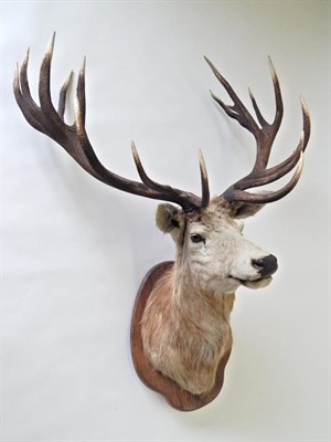 Lot 165 - Taxidermy: Large Norfolk Red Deer Stag (Cervus elaphus) circa late 20th century, shoulder mount...
