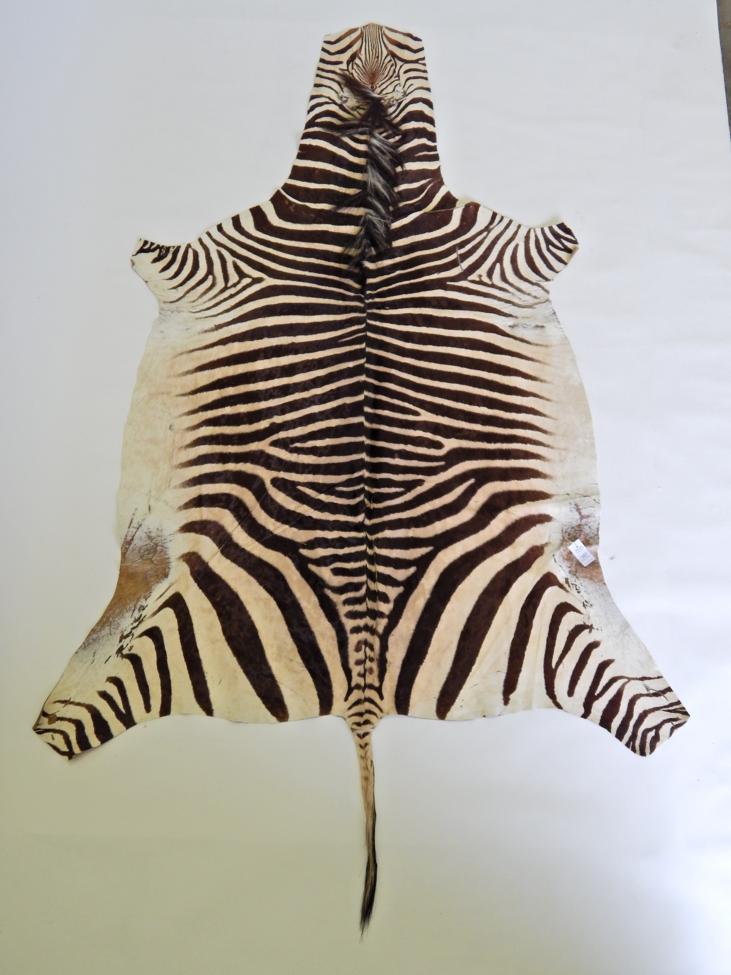 Lot 167 - Taxidermy: Cape Mountain Zebra (Equus zebra zebra) circa 1960, flat skin rug with limbs...