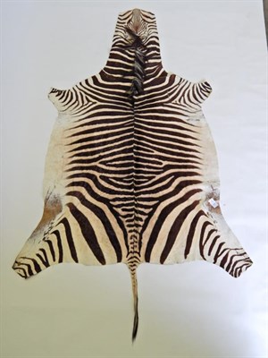 Lot 167 - Taxidermy: Cape Mountain Zebra (Equus zebra zebra) circa 1960, flat skin rug with limbs...