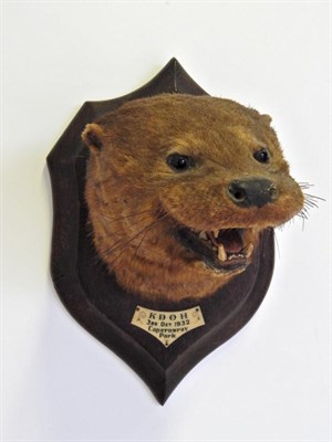 Lot 169 - Taxidermy: Otter Mask (Lutra lutra) circa 1932, otter mask/head mount looking to the left with...