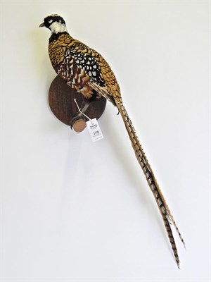 Lot 170 - Taxidermy: Reeves Pheasant (Syrmaticus reevesii) circa late 20th century, full mount cock bird...