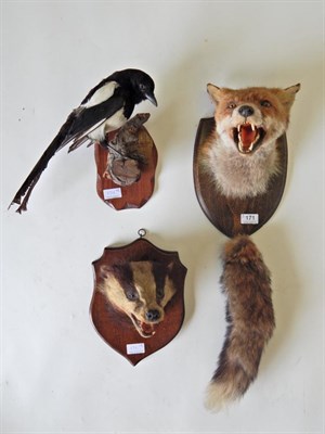 Lot 171 - Taxidermy: Fox Mask (Vulpes vulpes) on shield with mouth agape including brush, By Whiteclough...