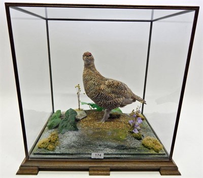 Lot 174 - Taxidermy: Female Black Grouse (Tetrao tetrix) circa late 20th century, hen bird with head...