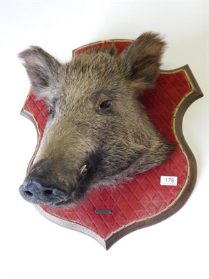 Lot 175 - Taxidermy: European Wild Boar (Sus scrofa) circa 1965, head mount looking straight ahead on a...