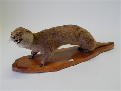 Lot 176 - Taxidermy: Otter (Lutra lutra) circa 1920, full mount with head turning to the left with mouth...