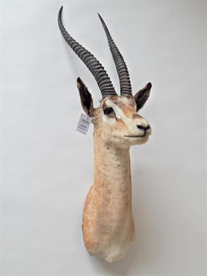 Lot 177 - Taxidermy: Northern Grants Gazelle (Nanger notata) circa late 20th century, shoulder mount...