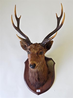 Lot 181 - Taxidermy: Sika Deer (Cervus nippon) circa 1920, shoulder mount looking straight ahead, mounted...