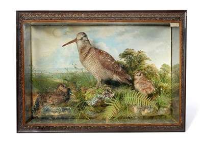 Lot 182 - Taxidermy: Cased Woodcock with two Chicks (Scolopax), by H Murray of Carnforth, a full mount female