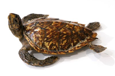 Lot 183 - Taxidermy: Hawksbill Sea Turtle (Eretmochelys imbricata), circa 1890-1900, juvenile full mount with