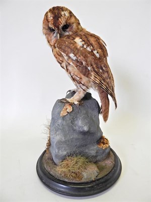 Lot 184 - Taxidermy: Tawny Owl (Strix aluco) circa 1998, full mount with head turning down and to the...