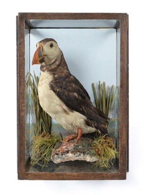 Lot 185 - Taxidermy: Puffin (Fratercula arctica) circa late Victorian, by A Newstead, City Rd, Chester,...