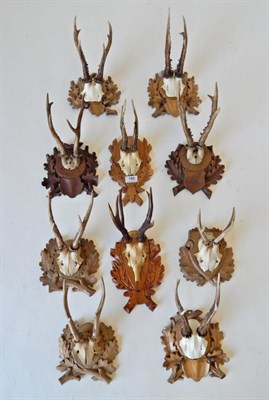 Lot 186 - Taxidermy: Roe Deer (Capreolus capreolus), circa late 20th century, ten sets of horns on cut...
