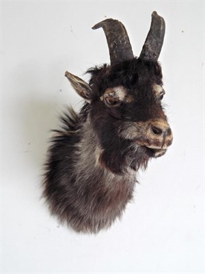 Lot 188 - Taxidermy: Welsh Mountain Goat (Capra aegagrus hircus) circa late 20th century, shoulder mount...
