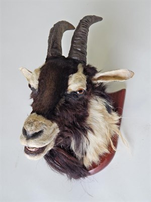 Lot 189 - Taxidermy: Alpine Goat (Capra aegagrus hircus) circa late 20th century, shoulder mount looking...