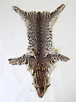 Lot 190 - Taxidermy: Ocelot Skin (Leopardus pardalis) circa 1930 by Martins Furriers, full tanned skin rug by