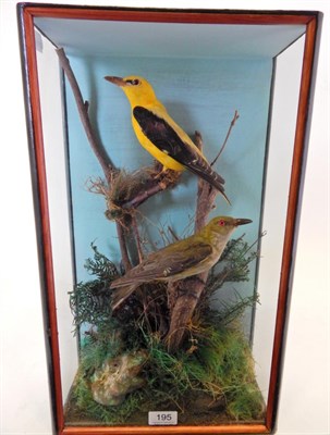 Lot 195 - Taxidermy: Eurasian Golden Oriole (Oriolus oriolus) circa 1950, two full mounts male and...