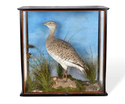Lot 198 - Taxidermy: Cased Little Bustard (Tetrax tetrax) circa 1930, full mount hen bird looking...