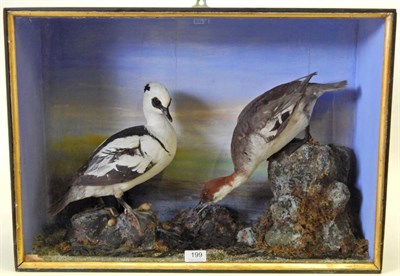 Lot 199 - Taxidermy: A Pair of Cased Smew (Mergus albellus) circa 1886, By C. Helstrip, York, male and female