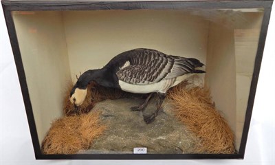 Lot 200 - Taxidermy: Cased Barnacle Goose (Branta leucopsis) full mount with head lowered in feeding pose...