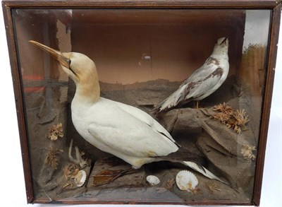 Lot 201 - Taxidermy: Great Northern Diver (Gavia immer) circa 1950, female full mount in recumbent...