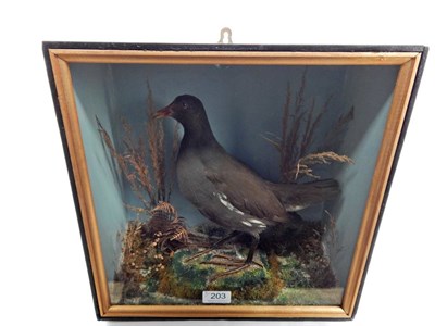 Lot 203 - Taxidermy: Common Moorhen (Gallinula chloropus) circa 1900, By J.E.Massey, Finkle-Street...