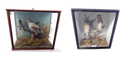 Lot 204 - Taxidermy: Great Grey Shrike (Lanius excubitor) circa 1904, full mount perched on a branch with...