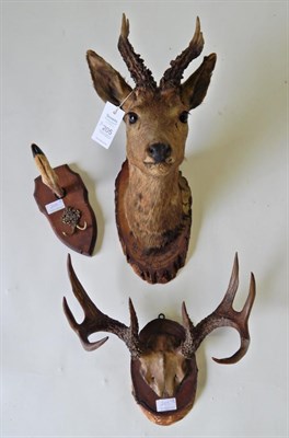 Lot 205 - Taxidermy: Roe Deer (Capreolus capreolus), circa 1912, head mount looking straight ahead,...