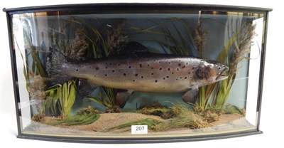 Lot 207 - Taxidermy: A Cased Sea Trout (Salmo trutta) preserved and mounted within a naturalistic river...