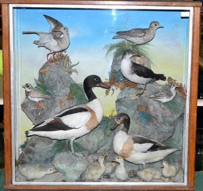 Lot 1 - A Large Display Case of Taxidermy Birds, early 20th century, after Thomas Richard Jeffries &...