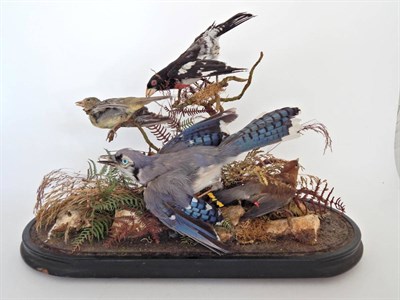 Lot 3 - A Victorian Taxidermy Display of Birds, to include: Blue Jay (Cyanocitta cristata), Cedar...