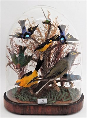 Lot 4 - A Late Victorian Taxidermy Display of Tropical Birds, to include: Yellow Oriole, Blue Dacnis,...