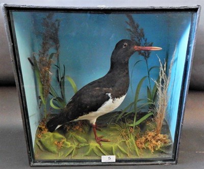 Lot 5 - Oyster Catcher (Haematopus ostralegus), full mount, in a naturalistic setting of tall grasses...