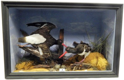 Lot 6 - Oyster Catchers (Haematopus ostralegus), late 20th century, two full mounts, one bird in flight...