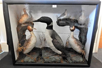 Lot 7 - A Large Case of Various Sea and Wading Birds, circa 1900, to include: Great Crested Grebe (Podiceps