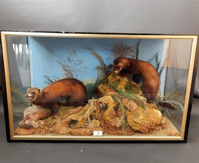 Lot 8 - A Cased Taxidermy Display of European Polecats (Mustela putorius), by E T Clarke Suffolk St Bath Rd