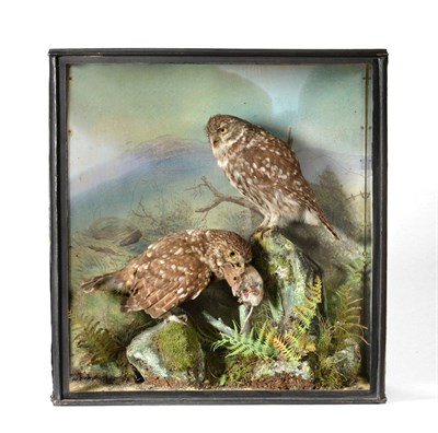 Lot 10 - Little Owls (Athene noctua), by Bill Cox of Liverpool, a pair of full mounts with mouse prey,...