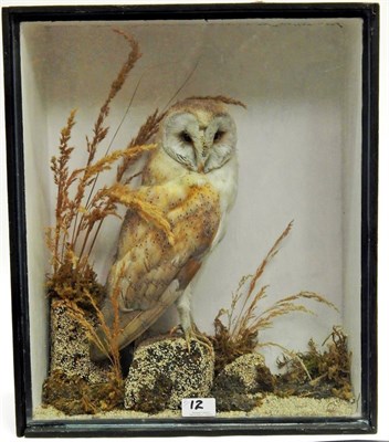 Lot 12 - Cased Barn Owl (Tyto alba), circa 1900, full mount, stood upon a faux rock with head turning to the