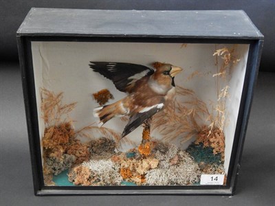 Lot 14 - Cased Hawfinch (Coccothraustes coccothraustes), full mount, perched upon a small lichen...