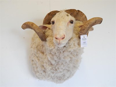 Lot 17 - Domestic Sheep (Ovis aries), modern, shoulder mount with head turning to the right, 49cm from...