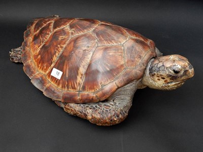 Lot 18 - Green Turtle (Chelonia mydas), circa 1900, full mount, 58cm  Provenance: Acquired by a relative...
