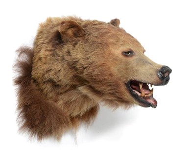 Lot 20 - American Brown Bear (Ursus arctos), circa 1960, shoulder mount with mouth agape with head...