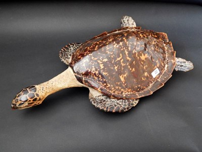 Lot 22 - Hawksbill Sea Turtle (Eretmochelys imbricata), full mount circa 1900, with neck outstretched,...