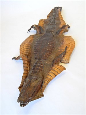 Lot 27 - Victorian Crocodile, circa 1890, prepared full length skin outstretched and attached to a...