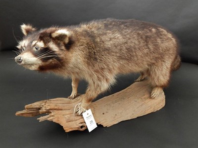 Lot 28 - Common Raccoon (Procyon lotor), modern, full mount stood upon a piece of driftwood with head...